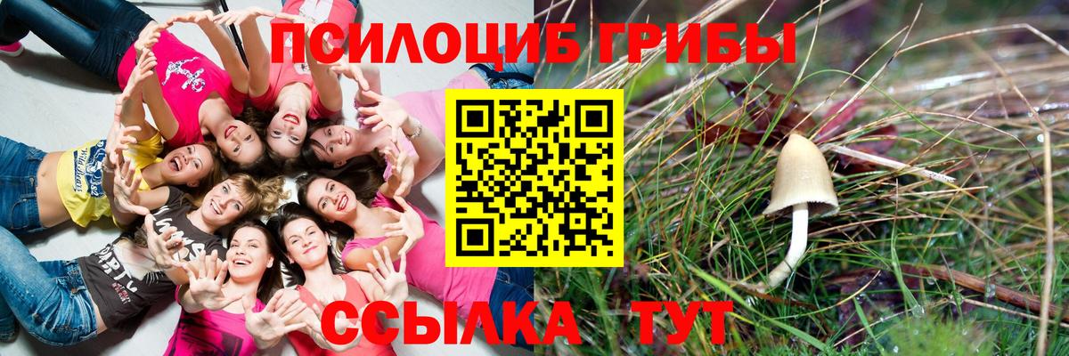 Чернушка  Псилоцибиновые грибы Psilocybe  Вход с VPN  Галлюциногенные грибы MAGIC MUSHROOMS 